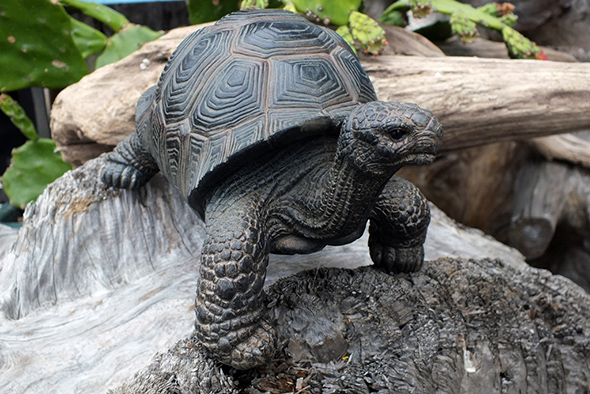 ゾウガメ フィギュア スモール/亀の置物 Small Tortoise figurine Giant tortoise Statue  
