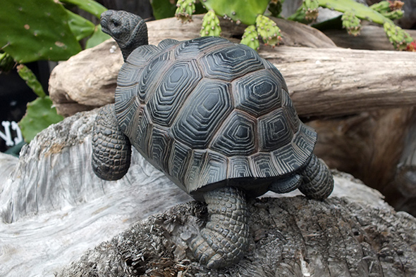 ゾウガメ フィギュア スモール/亀の置物 Small Tortoise figurine Giant tortoise Statue  