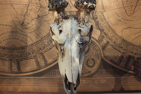 アンテロープスカルヘッド(羚羊の頭蓋骨)インテリア スタンド オブジェ PartⅠ Antelope Skull on Stand  PartⅠ