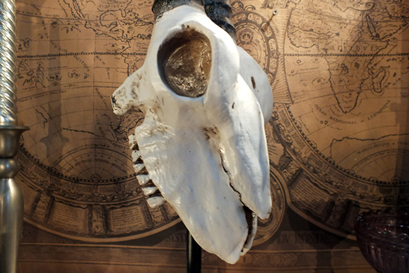 アンテロープスカルヘッド(羚羊の頭蓋骨)インテリア スタンド オブジェ PartⅡ Antelope Skull on Stand  PartⅡ