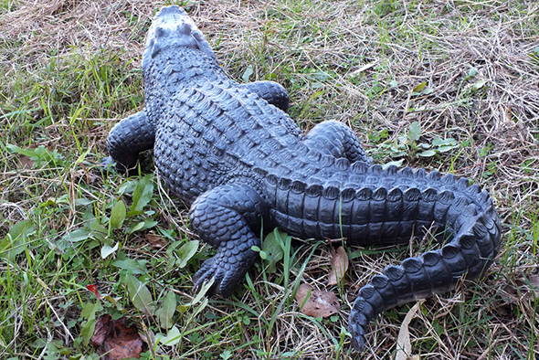 ラージアリゲーター(ワニ)フィギュア Wildlife Large Alligator Figurine 