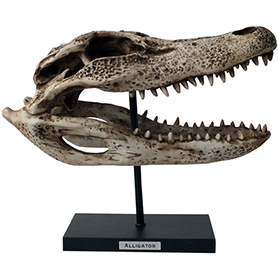 アリゲーター(ワニ)スケルトンスカルヘッドフィギュア スタンドオブジェ Wildlife Aligator Skeleton Skull Figurine on Stand 