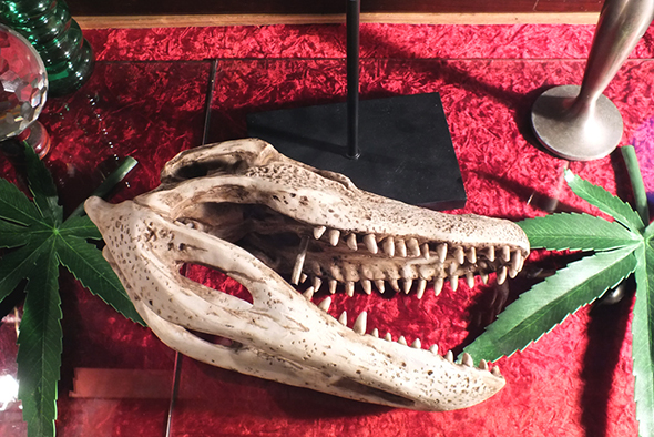 アリゲーター(ワニ)スケルトンスカルヘッドフィギュア スタンドオブジェ Wildlife Aligator Skeleton Skull Figurine on Stand 