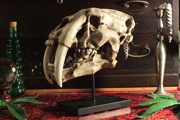 サーベルタイガースケルトンスカルヘッドフィギュア スタンドオブジェ Wildlife Sabertooth Skeleton Skull Figurine on Stand 