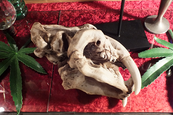 サーベルタイガースケルトンスカルヘッドフィギュア スタンドオブジェ Wildlife Sabertooth Skeleton Skull Figurine on Stand 